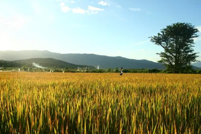 Lush agricultural fields in Isabela province