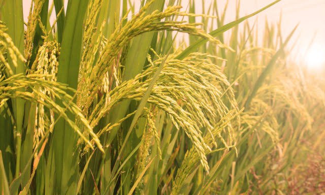 Isabela's vast rice fields - the Rice Bowl of the North